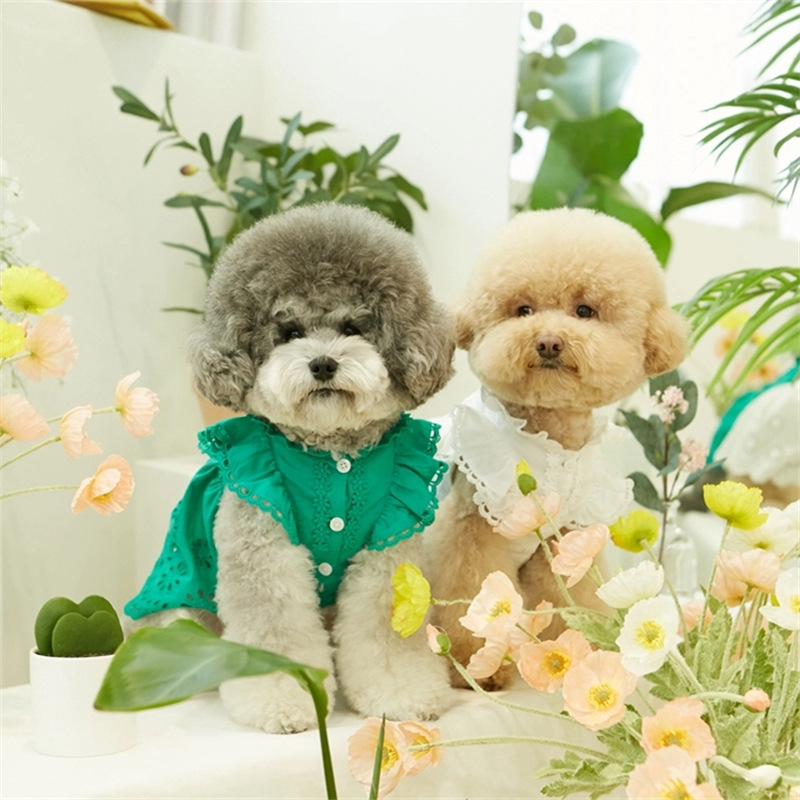 2025-ös nyári csipkés, repülő ujjú hercegnős ruha, teddy, bichon, kutya, macska, vékony ruhák + fejdíszek