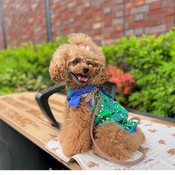 Νέο γιλέκο για κατοικίδια σκύλου Maltese Teddy του 2025 από καθαρό βαμβάκι με φλοράλ φιόγκο και γιακά