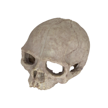 ενυδρείο ενυδρείο διακοσμητικά τοπίου σκορπιός φρουρός παλατιού αράχνη σαύρα φίδι πύθωνας κρανίο οστό αναπαραγωγής σπίτι απόδραση