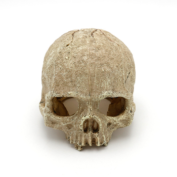 Akvaariumi akvaariumi haljastuskaunistused, skorpionipalee, valvur-ämblik, sisalik, madu, püthon, kolju, luu, pesitsusmaja, põgenemiskaunistused