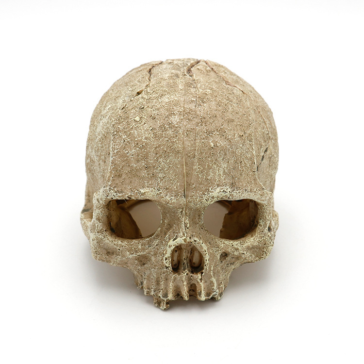 Akvaariumi akvaariumi haljastuskaunistused, skorpionipalee, valvur-ämblik, sisalik, madu, püthon, kolju, luu, pesitsusmaja, põgenemiskaunistused