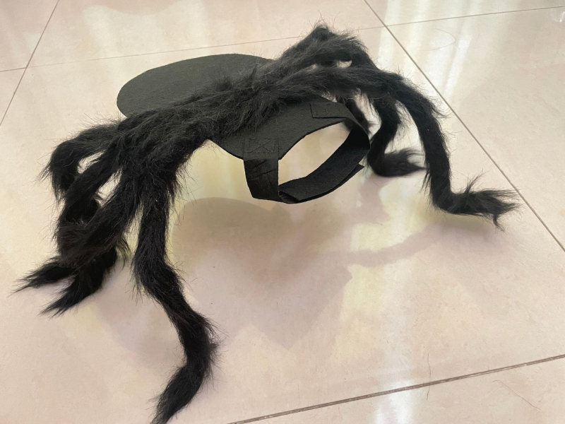 Halloween musta ämbliku koera ümberkujundamine riided kass lemmiklooma kaunistus loominguline õudus naljakas väike suur koer kass