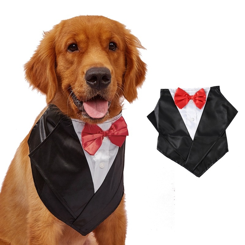 Lemmiklooma kostüüm, kleit, sall, sülitaja, pulmakleit, härrasmeeste lips, kuldne retriiver, labrador