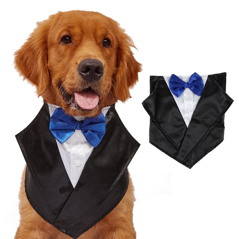 Lemmiklooma kostüüm, kleit, sall, sülitaja, pulmakleit, härrasmeeste lips, kuldne retriiver, labrador