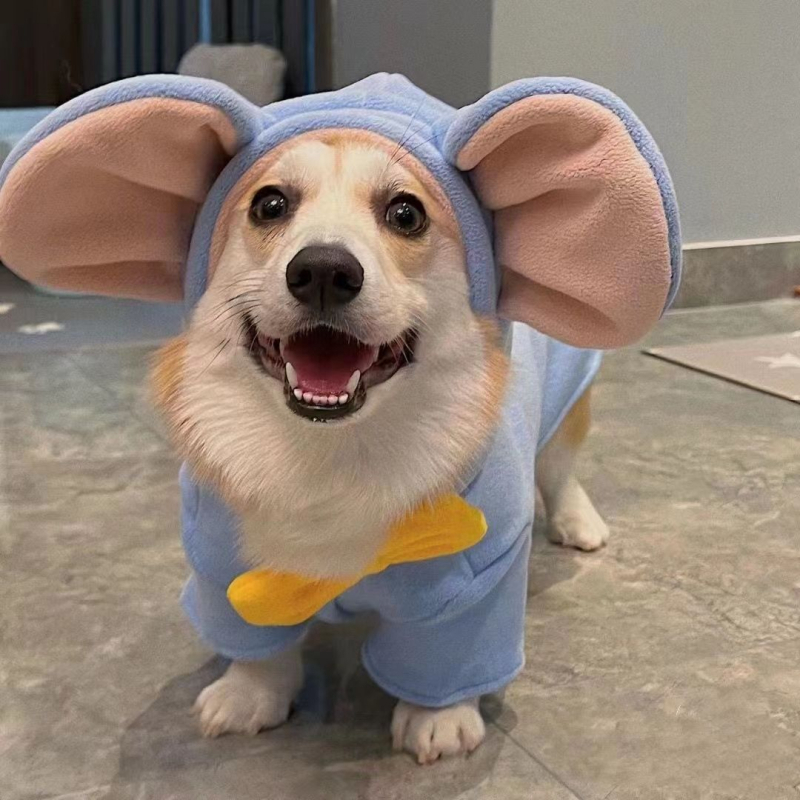 Dumbo koerariided Corgi Bichon Schnauzer Shiba Inu koerariided Sügis- ja talveriided koertele Talveriided