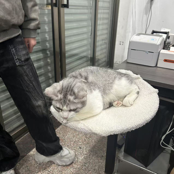 Amazon Σφυρήλατο Σιδερένιο Ράφι Γάτας Pet Cat Nest Μεταλλικό Κινητό Φορητό Αφαιρούμενο Δίσκος Πλαισίου Υποστήριξης Γάτας