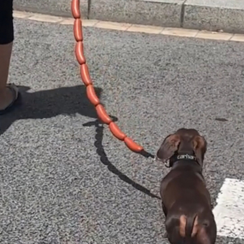 Koera veojõunöör suurte vorstide nöör, naljakad inimesed, väikesed ja keskmise suurusega koerad, taksikoer, corgi, lemmikloomatarbed, koera jalutusköis