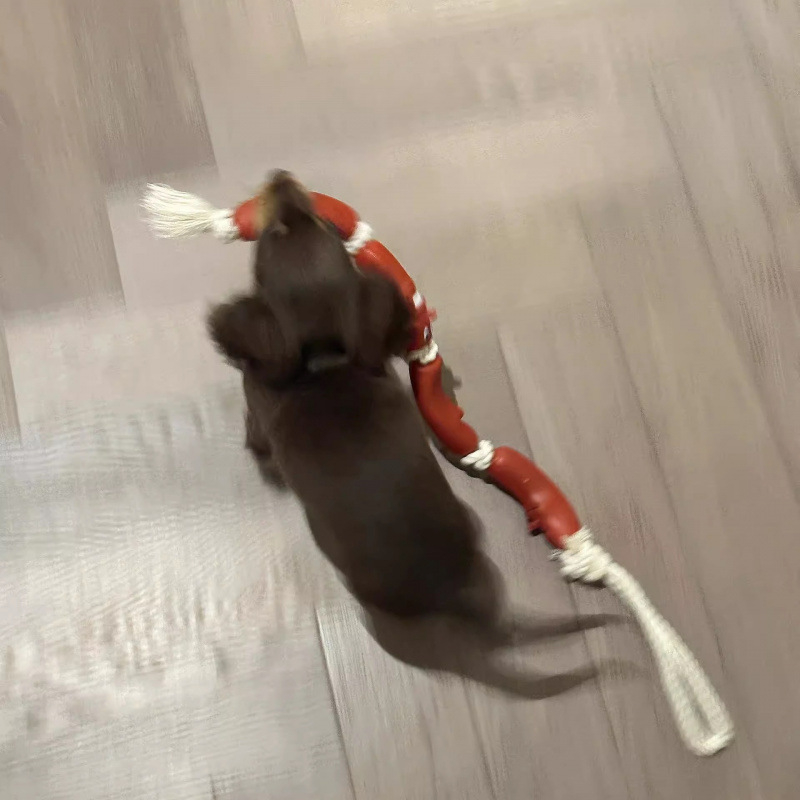 Koera veojõunöör suurte vorstide nöör, naljakad inimesed, väikesed ja keskmise suurusega koerad, taksikoer, corgi, lemmikloomatarbed, koera jalutusköis