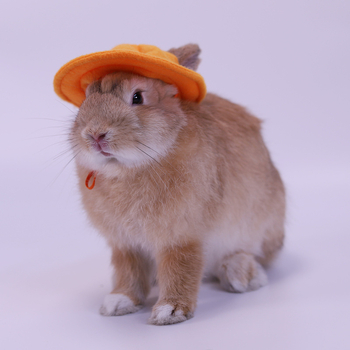 Шапка за домашен любимец заек, шапка за котка, нетъкана шапка за преобличане, реквизит за фотография на млечно куче, сладка чинчила