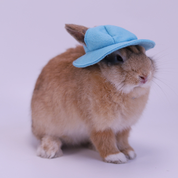 Шапка за домашен любимец заек, шапка за котка, нетъкана шапка за преобличане, реквизит за фотография на млечно куче, сладка чинчила