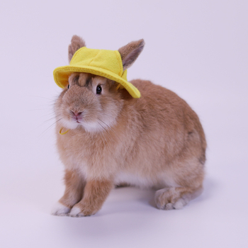 Шапка за домашен любимец заек, шапка за котка, нетъкана шапка за преобличане, реквизит за фотография на млечно куче, сладка чинчила