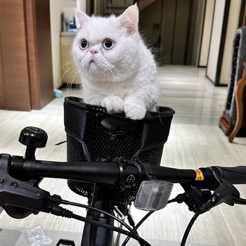 Κάθισμα ποδηλάτου για κατοικίδια, ποδήλατο βουνού με σκύλο, ποδήλατο δρόμου, καλάθι σκύλου, πτυσσόμενο καλάθι αυτοκινήτου για κουτάβια