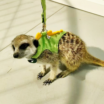 Dinoszaurusz húzókötél mellény stílusú kisállat póráz görénylánc kisállat róka kültéri elvesztésgátló hám húzókötél