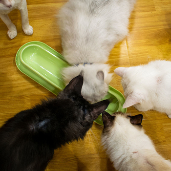 Kassikauss mitmele kassile toidu jagamiseks, pikk söögiriba lemmikloomale, mahavalgumisvastane, libisemisvastane, kaelalülide kaitse, ümberkukkumisvastane, joogivee ja söömise jaoks