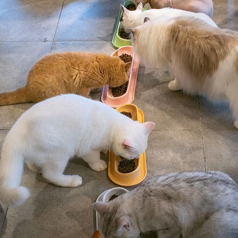 Купа за котки за споделяне на храна с няколко котки, дълга лента за хранене за кучета, защита от разливане, противоплъзгаща се, защита на шийните прешлени, защита от преобръщане, вода за пиене и хранене