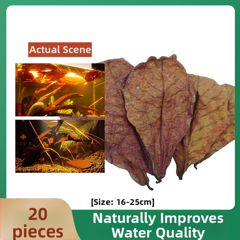 Nevirtų Elemene lapų Dou žuvies tinginių lapų žuvų akvariumo rūgštingumą mažinantis pH reguliatorius akvariumo skystas vėžlių alyvuogių lapų arbatos maišelis