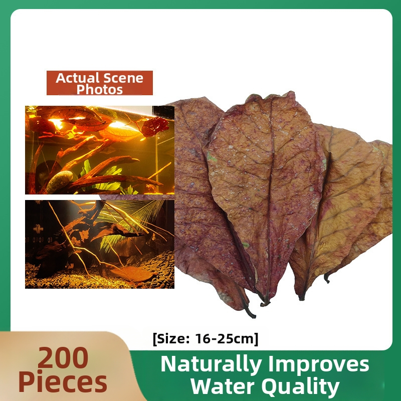 Nevirtų Elemene lapų Dou žuvies tinginių lapų žuvų akvariumo rūgštingumą mažinantis pH reguliatorius akvariumo skystas vėžlių alyvuogių lapų arbatos maišelis