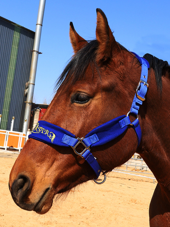 Hobusepöörad, vastupidavad ja reguleeritavad rakmed väikestele ja suurtele hobustele, sobivad ratsutamiseks