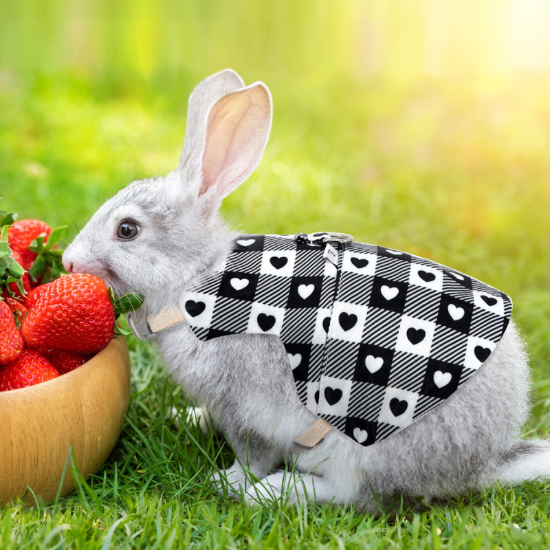 Piiriülene uus küüliku rinnakorvi tagakaas Hollandi seaküüliku köis väikesele lemmikloomale veojõuköis rinnakorvi seljale Moe küüliku kaelaköis