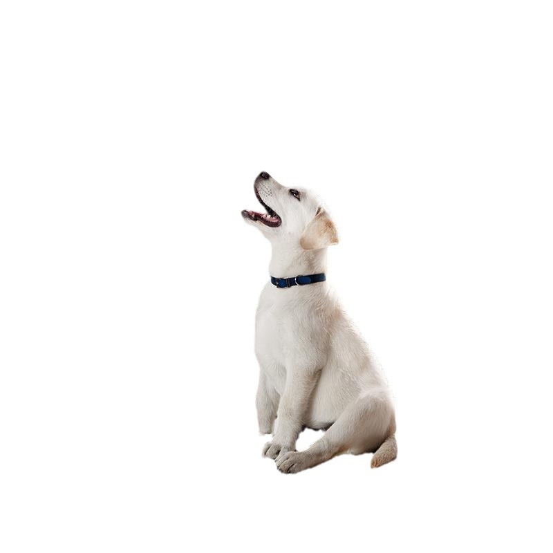 Koeratualett, sittavastane koerapott, väike täiskomplekt, automaatne koera liivakauss, roostevabast terasest Corgi spetsiaalne tualett