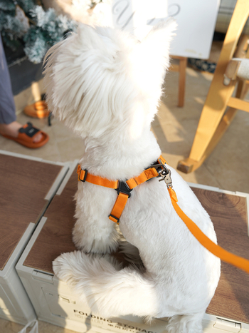 Koerarihma vest Jalutusrihma rihm Väikesele koerale Keskmise suurusega koerale Rinnarihm Koerarihm Teddy koerakett