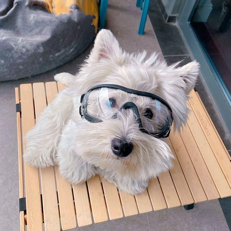 Lemmikloomade prillid, West Highland White Terrier, päikesekaitsekreem, päikesesirm, mootorrattaprillid, tuulekindlad, suured kassid, Bomei