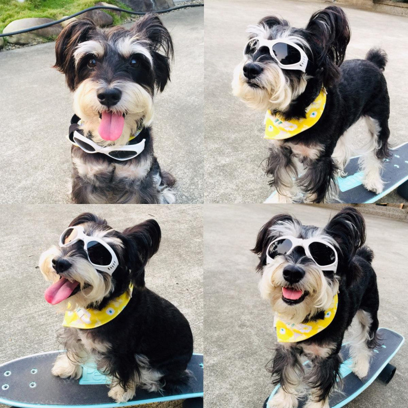 Lemmikloomade prillid, West Highland White Terrier, päikesekaitsekreem, päikesesirm, mootorrattaprillid, tuulekindlad, suured kassid, Bomei