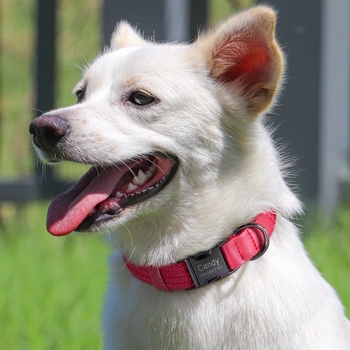 Κατοικίδιο σκύλος Κολάρο σκύλου Χάραξη κολάρου σκύλου κατά της απώλειας Έξοδος μεσαίου μεγέθους σκύλος Chai σκύλος Corgi Σχοινί για περπάτημα σκύλου Αλυσίδα σκύλου