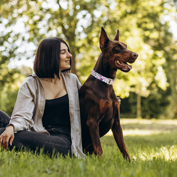 Νέα γράμματα κολάρο σκύλου με μωβ ροζ ρίγα, προμήθειες κατοικίδιων ζώων, ξένο εμπόριο, αλυσίδα σκύλου έλξης, ρηχή χρυσή πόρπη, γράμματα