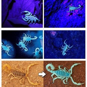 Λάμπα Scorpio διπλής χρήσης, ειδική λάμπα Scorpio, μωβ φως, ισχυρό φως, εξαιρετικά φωτεινό, προβολέας φόρτισης τοποθετημένος στο κεφάλι, διπλή πηγή φωτός