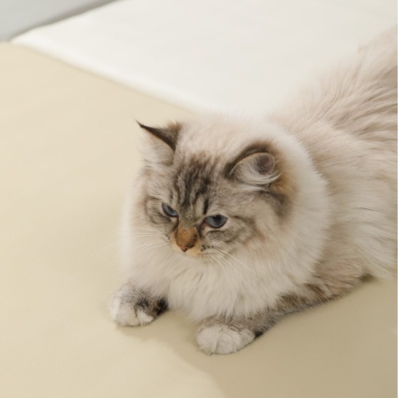 Kūdikio ropojamasis kilimėlis, kūdikių putplasčio ropojamasis kilimėlis, grindų kilimėlis, kūdikio ropojamasis kilimėlis, atsparus purvui ir sustorintas vaikų ropojamasis kilimėlis