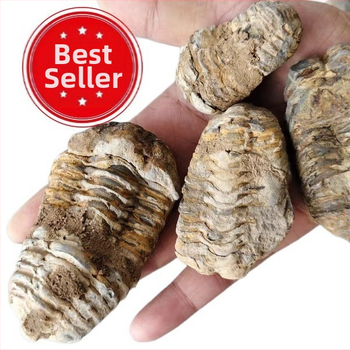 Мароко, естествени древни морски фосили, трилобитни образци, палеонтологична колекция, каменни, детски, обучение, популяризиране на науката