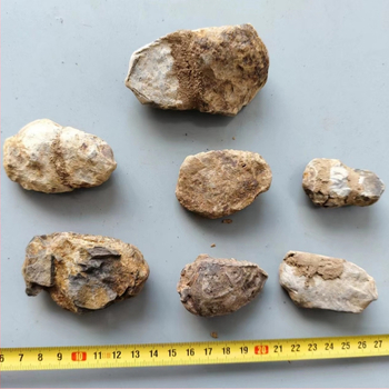 Мароко, естествени древни морски фосили, трилобитни образци, палеонтологична колекция, каменни, детски, обучение, популяризиране на науката