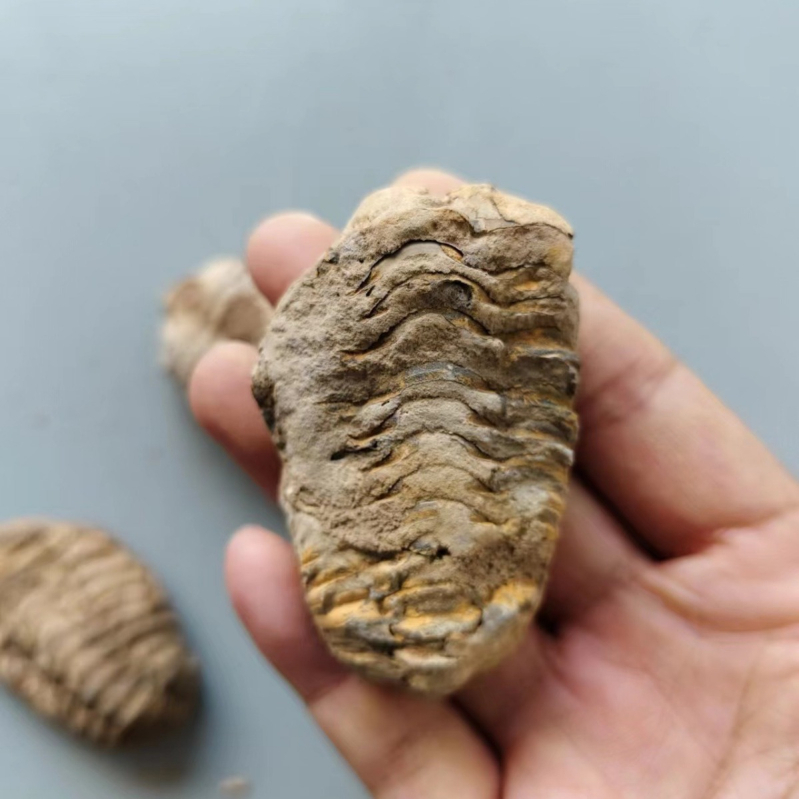 Мароко, естествени древни морски фосили, трилобитни образци, палеонтологична колекция, каменни, детски, обучение, популяризиране на науката