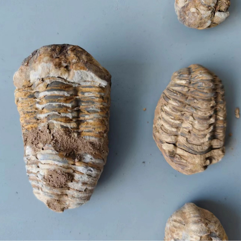 Мароко, естествени древни морски фосили, трилобитни образци, палеонтологична колекция, каменни, детски, обучение, популяризиране на науката