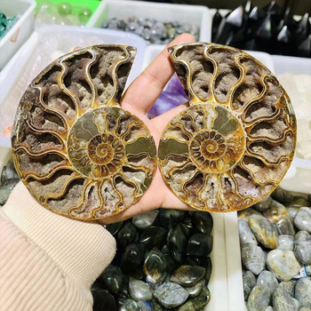 Vairumtirdzniecības dabīgā malagejas gliemežvāka fosilijas šķēle atvērta gabala gliemežvāka krizantēmas akmens paleontoloģijas fosilijas oriģinālais akmens paraugs
