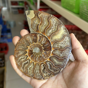 Vairumtirdzniecības dabīgā malagejas gliemežvāka fosilijas šķēle atvērta gabala gliemežvāka krizantēmas akmens paleontoloģijas fosilijas oriģinālais akmens paraugs