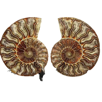 Vairumtirdzniecības dabīgā malagejas gliemežvāka fosilijas šķēle atvērta gabala gliemežvāka krizantēmas akmens paleontoloģijas fosilijas oriģinālais akmens paraugs