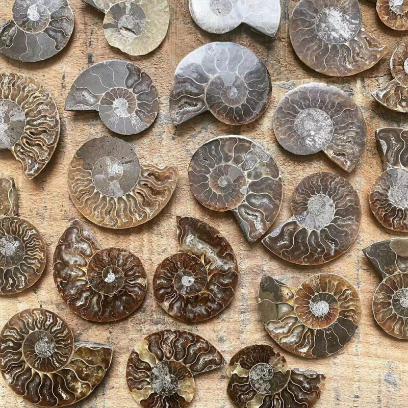 Vairumtirdzniecības dabīgā malagejas gliemežvāka fosilijas šķēle atvērta gabala gliemežvāka krizantēmas akmens paleontoloģijas fosilijas oriģinālais akmens paraugs