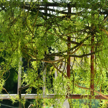 Изкуствена декоративна лоза за таван и стена, ръчно изработена от желязо, подходяща като подарък за съученик