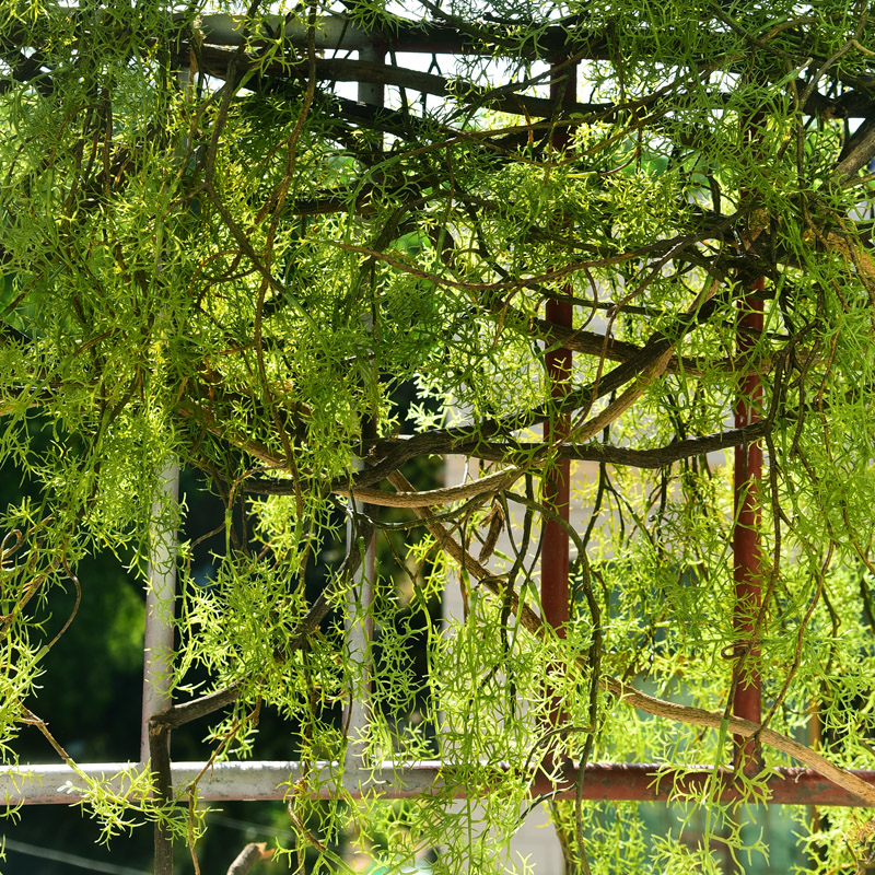 Изкуствена декоративна лоза за таван и стена, ръчно изработена от желязо, подходяща като подарък за съученик