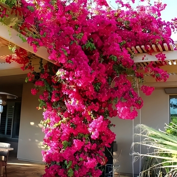Dirbtinis bougainvillea žiedas iš šilko — namų dekorui, vestuvėms ir fotografijos rekvizitams — stilizavimas, reljefas, įpurškimo liejimas, ekrano spausdinimas; Įvairovė 18904525367