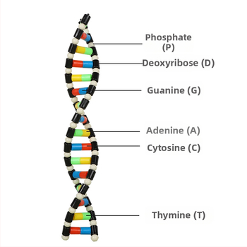 Μοντέλο δομής DNA διπλής έλικας – πλαστικό διδακτικό βοήθημα βιολογίας για γυμνάσιο, εσωτερική και εξωτερική χρήση, Liuxin