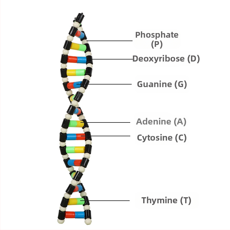 DNA dvojitá helixová štruktúrna model – plastová vyučovacia pomôcka z biológie pre druhý stupeň základnej školy, na vnútorné aj vonkajšie použitie, Liuxin