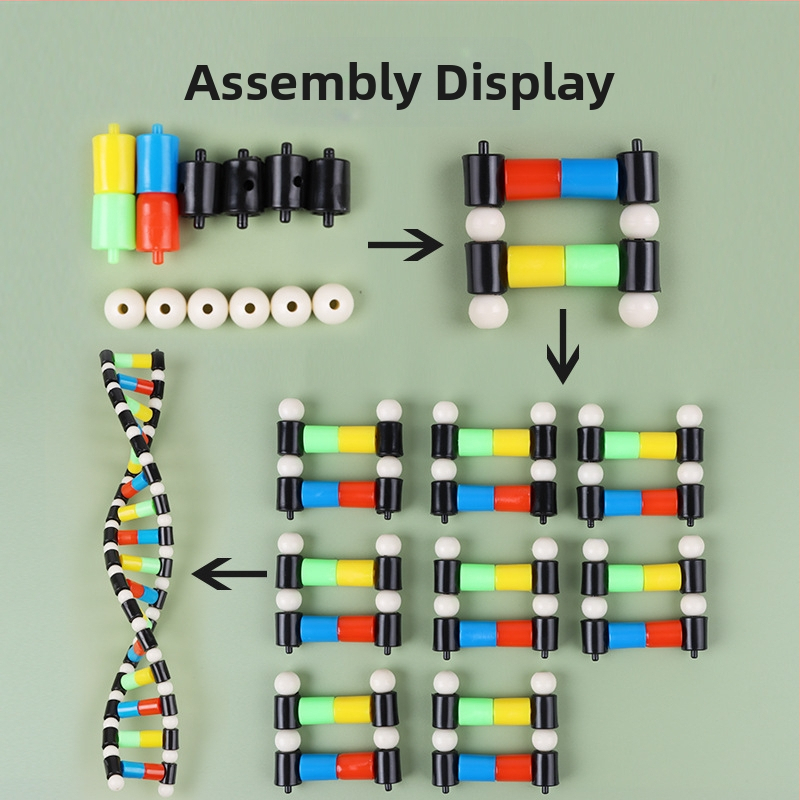 DNA dvojitá helixová štruktúrna model – plastová vyučovacia pomôcka z biológie pre druhý stupeň základnej školy, na vnútorné aj vonkajšie použitie, Liuxin
