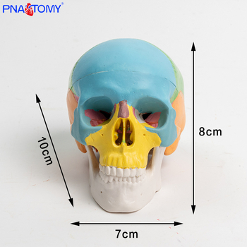 Mini 3-dijelni model lubanje, plastičan, pokretna skulptura za učenje usne anatomije