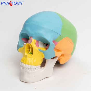 Mini 3-dijelni model lubanje, plastičan, pokretna skulptura za učenje usne anatomije