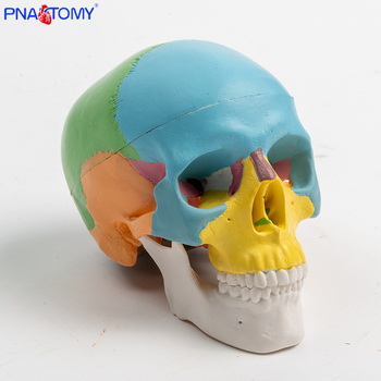 Mini 3-dijelni model lubanje, plastičan, pokretna skulptura za učenje usne anatomije