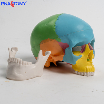 Mini 3-dijelni model lubanje, plastičan, pokretna skulptura za učenje usne anatomije