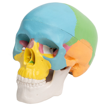 Mini 3-dijelni model lubanje, plastičan, pokretna skulptura za učenje usne anatomije